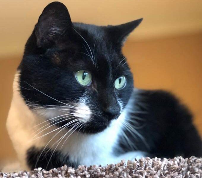 Pet of the Month – Oreo The Cat